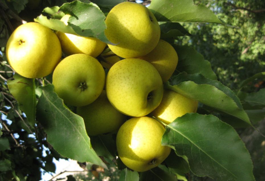宁夏喜欢吃羊肉,宁夏吃羊肉喝什么