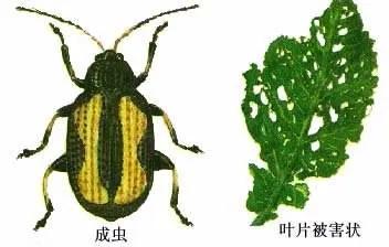 黄曲条跳甲叶菜害虫,叶菜跳甲虫用啥农药防治