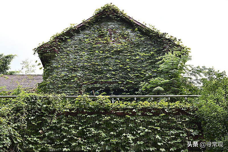 探秘重庆被人遗忘的废墟,被植物吞噬的小区