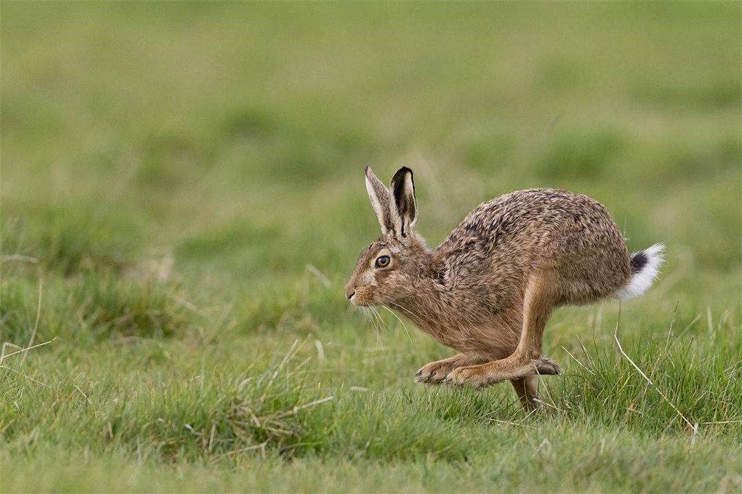 澳大利亚的野兔为什么会泛滥成灾,澳洲野兔泛滥成灾到底有多疯狂