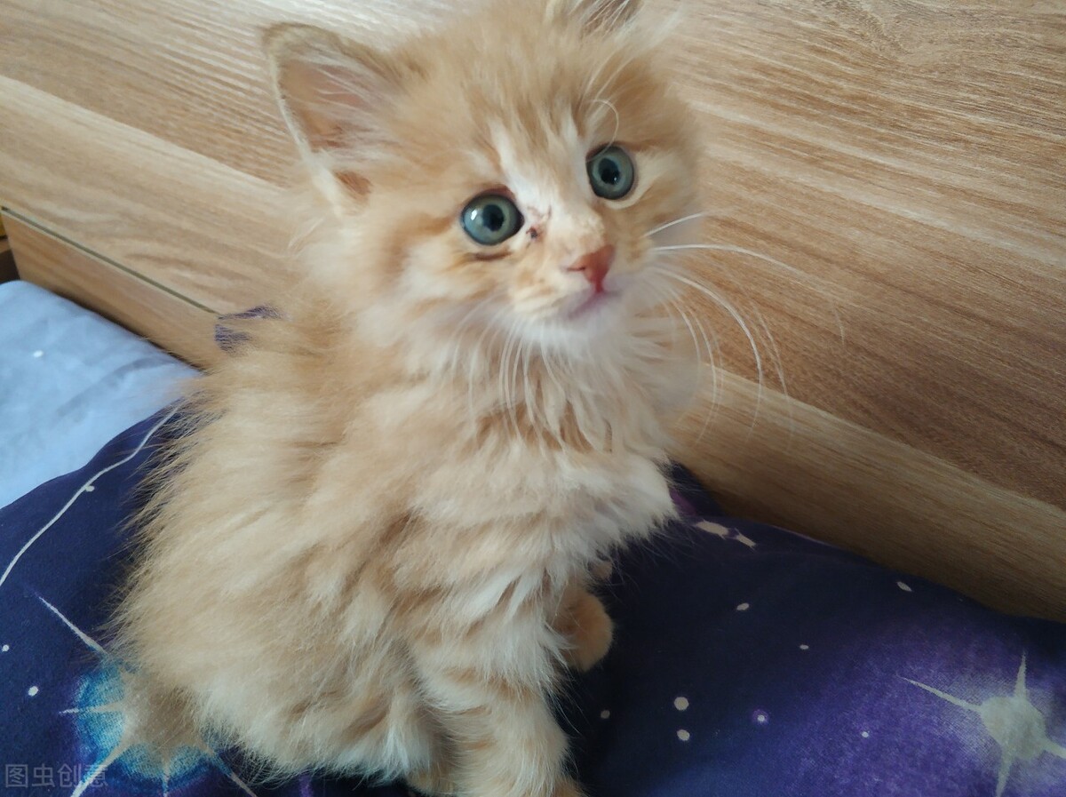 猫咪都分啥血型,猫咪血型一般是什么