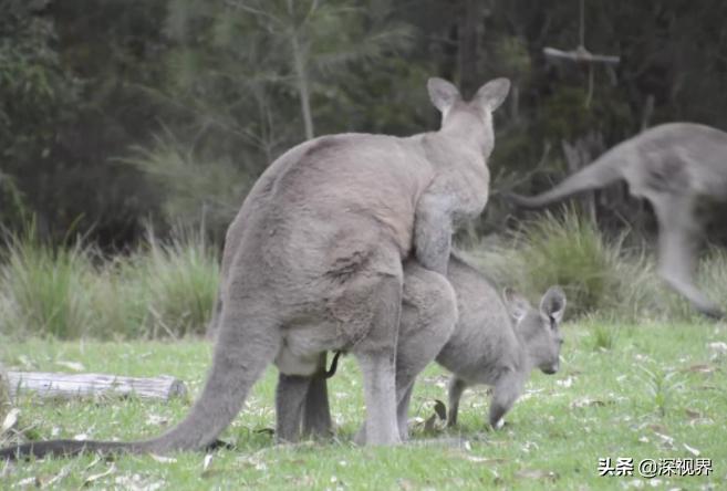 袋鼠的Y形阴茎可同时交配两次么?从生物构造,揭示雄*交性**配策略