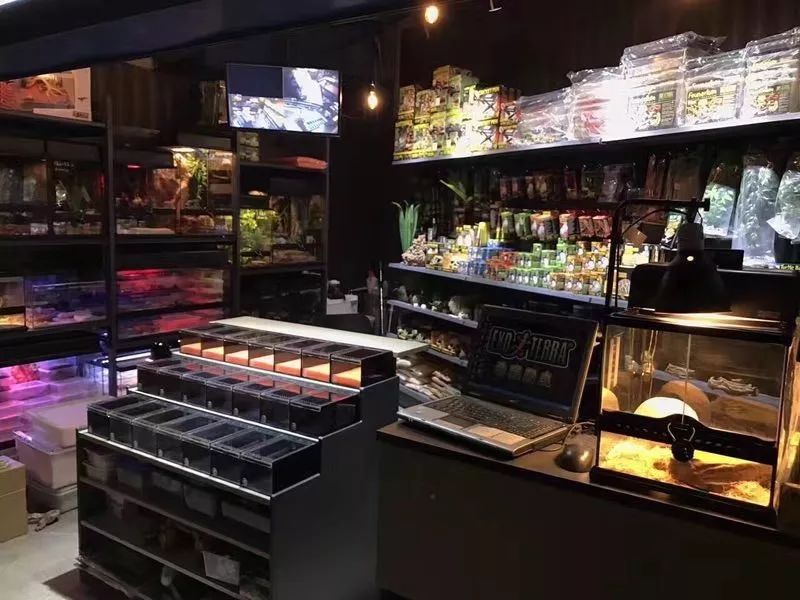 他从小玩爬虫，继承香港金鱼街“祖师爷”衣钵，靠卖爬虫配件发家