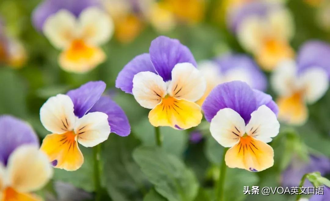 Kiss-me-at-the-gate可不要翻译在门口吻我真正意思你知道吗？