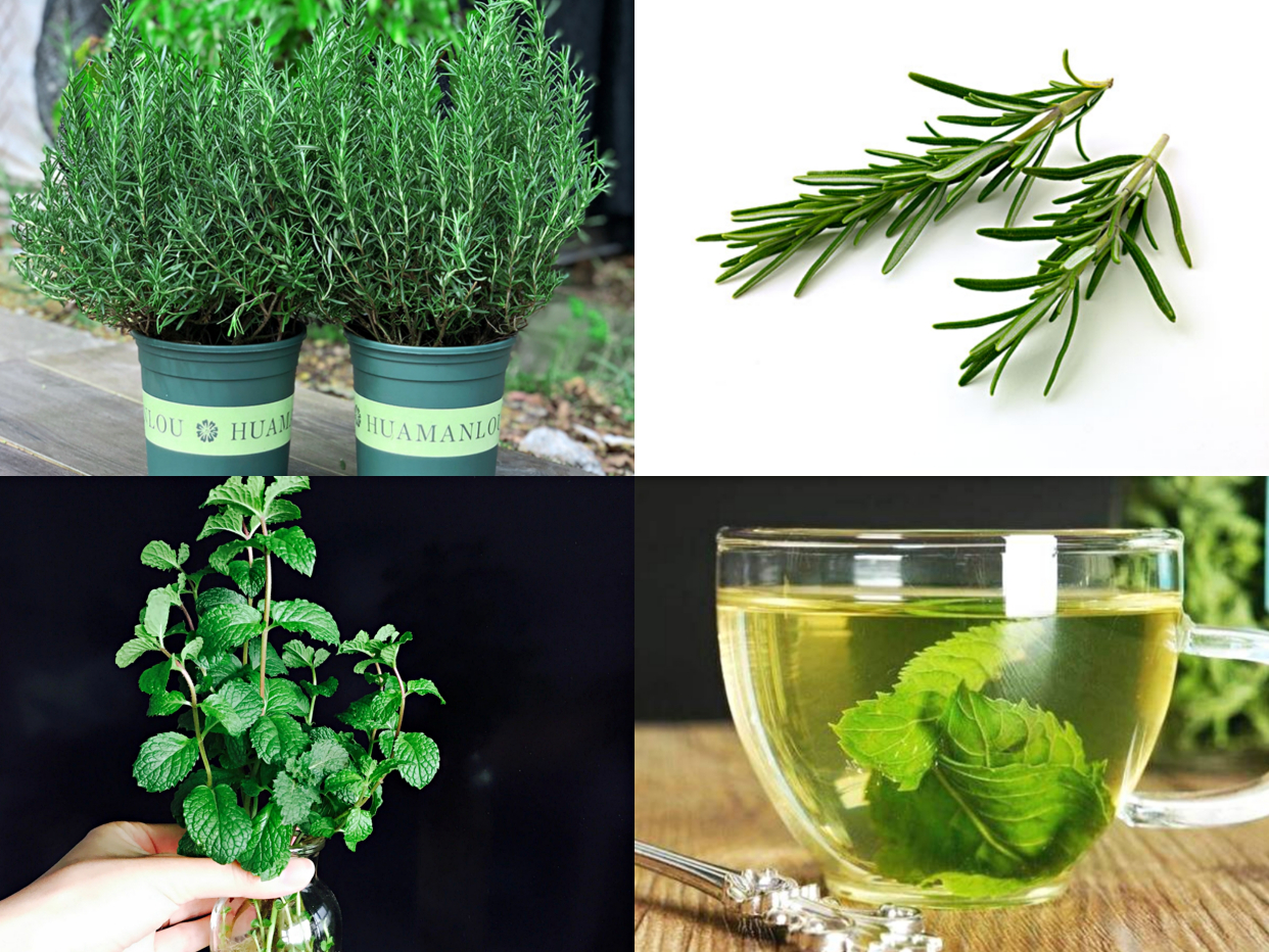 好看又好养的盆花,人养花也养人