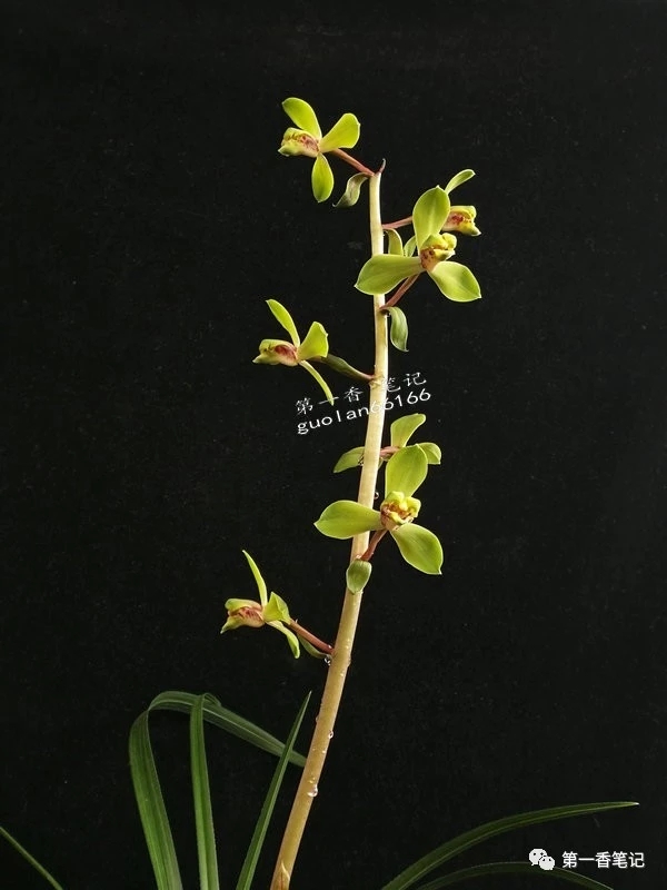 蕙兰程梅传统老品种,花开欣赏