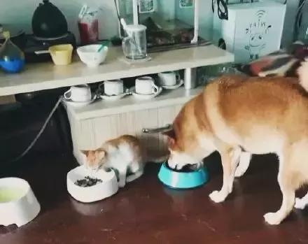 狗狗这么可爱，怎么舍得和它吵架呢？除非忍不住