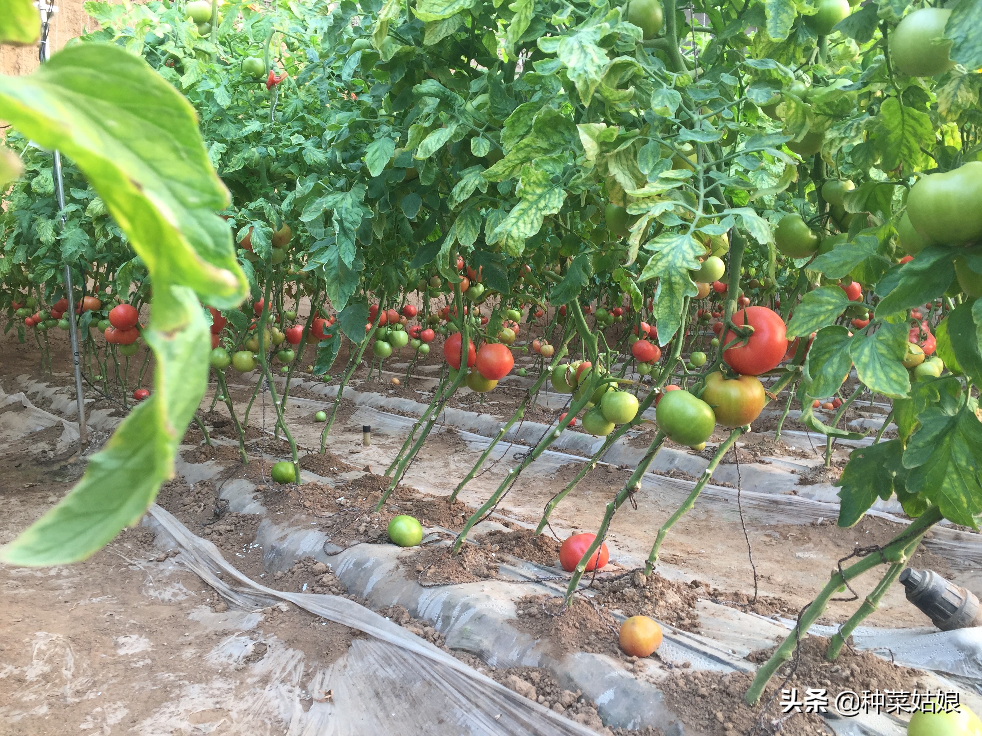 冬季大棚增温都有哪些妙招,大棚降湿增温最快的方法