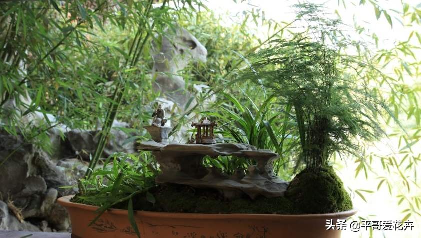 文竹烂根怎么处理才能救活,文竹烂根怎么快速处理