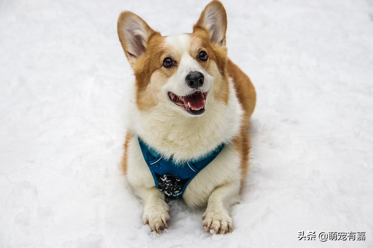 辟谣：生猪肉是旋毛虫的唯一宿主？犬旋毛虫病的发现，预防和治疗