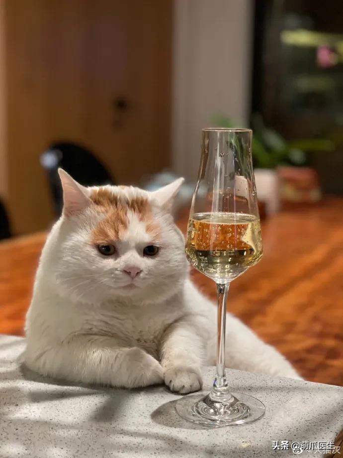 全网最委屈的猫主子,全网最委屈的小奶猫