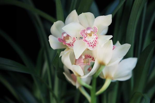 耐阴又开花植物有哪些品种,耐阴又容易开花的植物推荐