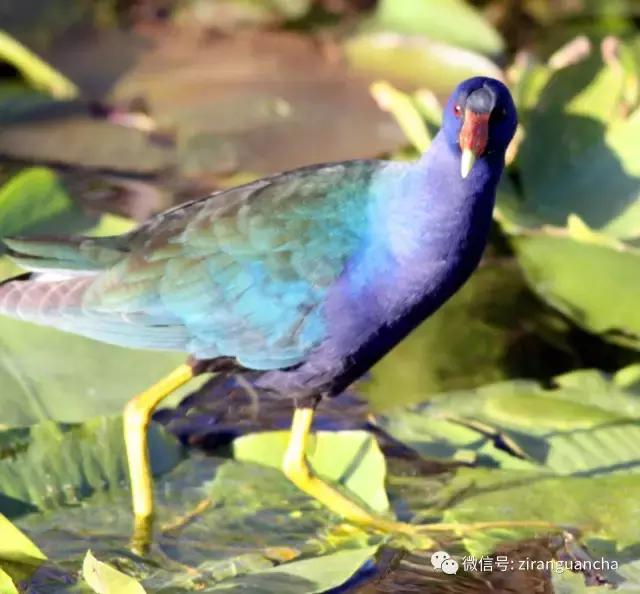 美洲有几种猛禽,美洲三大动物