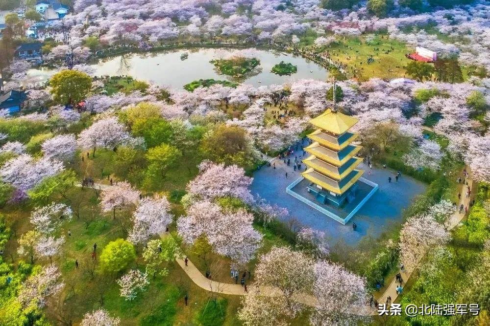 无花无酒过清明全文,无花无酒过清明