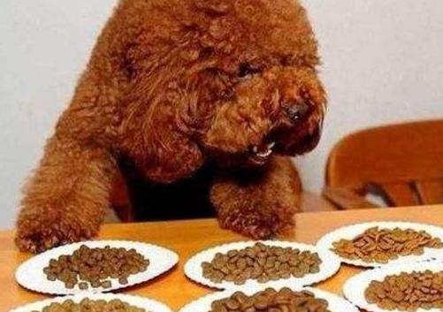 泰迪犬串串毛摸着粗糙是像土狗吗,泰迪犬毛色越来越浅怎么办