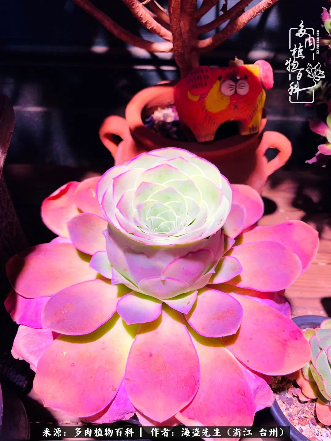 山地玫瑰养护顺口溜,山地玫瑰的养护种植注意事项视频