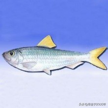 辽宁常见的鱼有哪些,辽宁沿海常见鱼