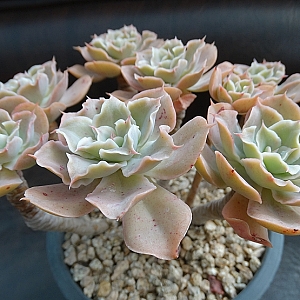 广寒宫都有谁,广寒宫里都有谁