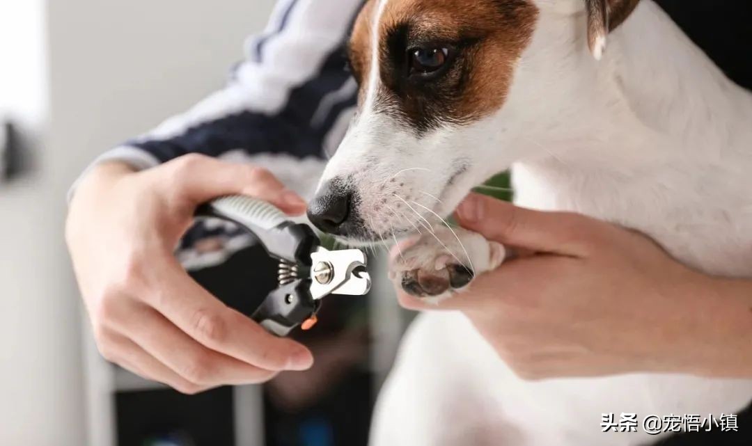 给狗狗剪指甲剪出血来怎么办,给狗狗剪指甲的时候它乱动怎么办