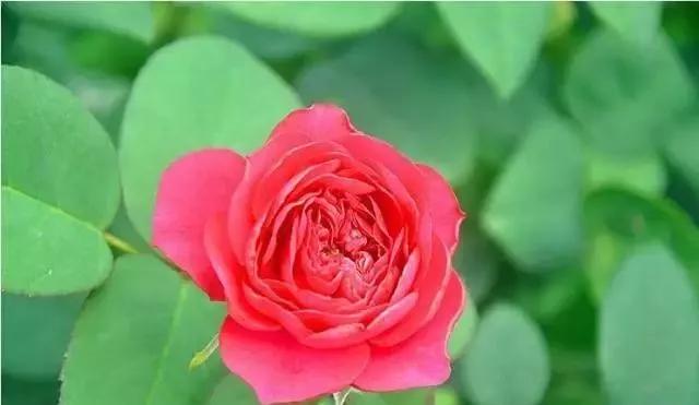 每天学习一点点花卉,100种常见玫瑰品种