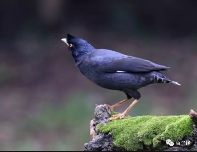 八哥教语细节和精髓,八哥学话的八大要素