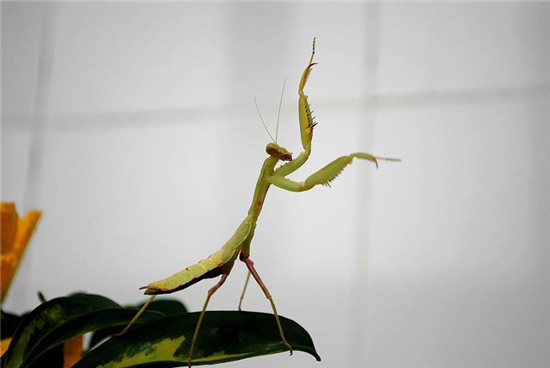 巨螳螂吃什么食物,螳螂吃什么蔬菜讲解