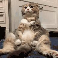 懒人最新逗猫技巧，让小猫玩的根本停不下来