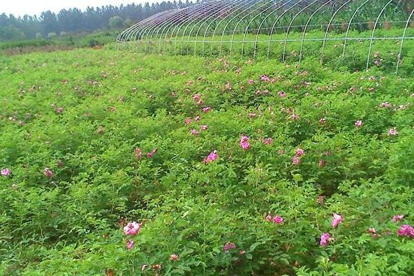 玫瑰怎么养视频,玫瑰怎么养水培