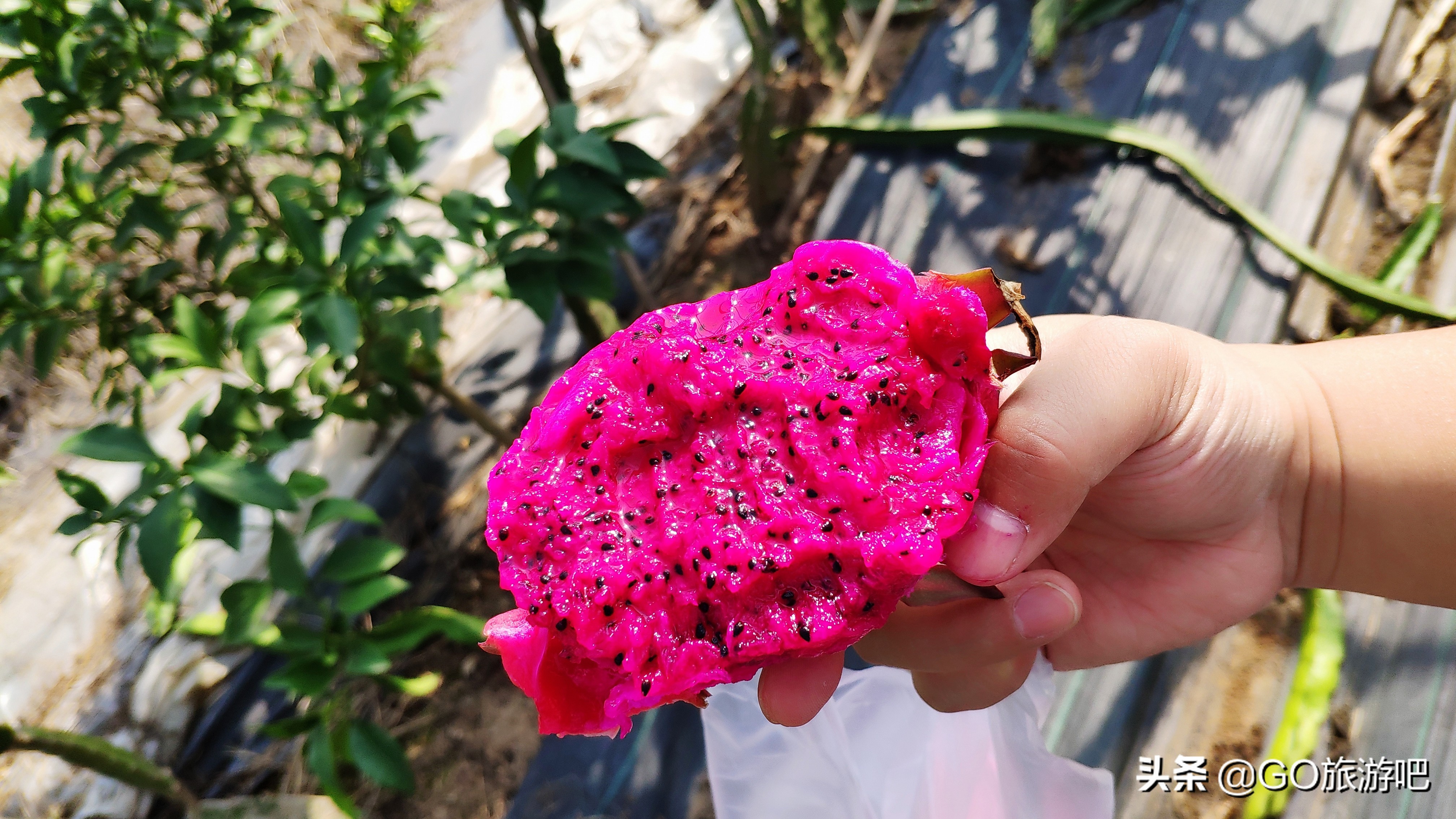 嘉鱼县山湖温泉攻略,嘉鱼山湖温泉免费预约时间