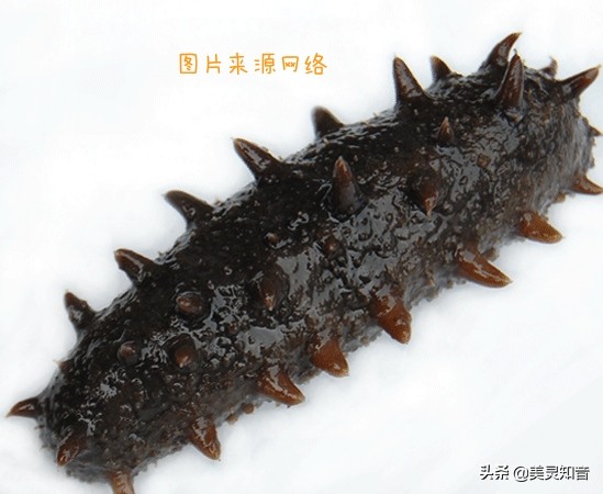 海参是滋阴还是补气的,海参养生常识有哪些