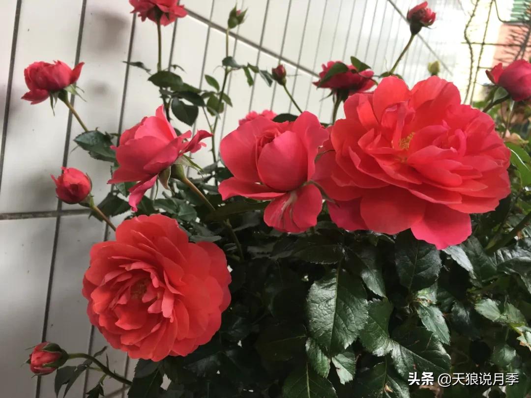 月季春季第一波花要不要剪,月季春季第一波花开后嫁接