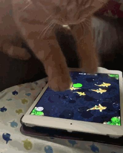 被弃养的猫还要打疫苗吗,弃养了一只猫