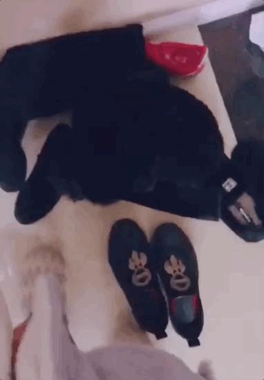 养狗是黑的好还是黄的好,养狗黑狗好吗