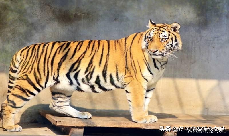 猫咪会长啤酒肚吗,为什么猫咪会有啤酒肚