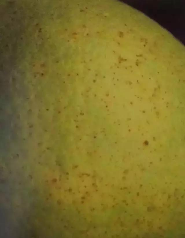 柑橘落果病害图谱大全,柑橘树的果树病害图谱