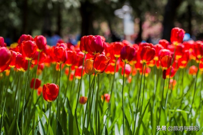 郁金香诗句经典五言,郁金香古诗词
