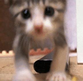 猫咪呕吐如何判断是猫粮有问题,猫咪呕吐如何确定是猫粮问题