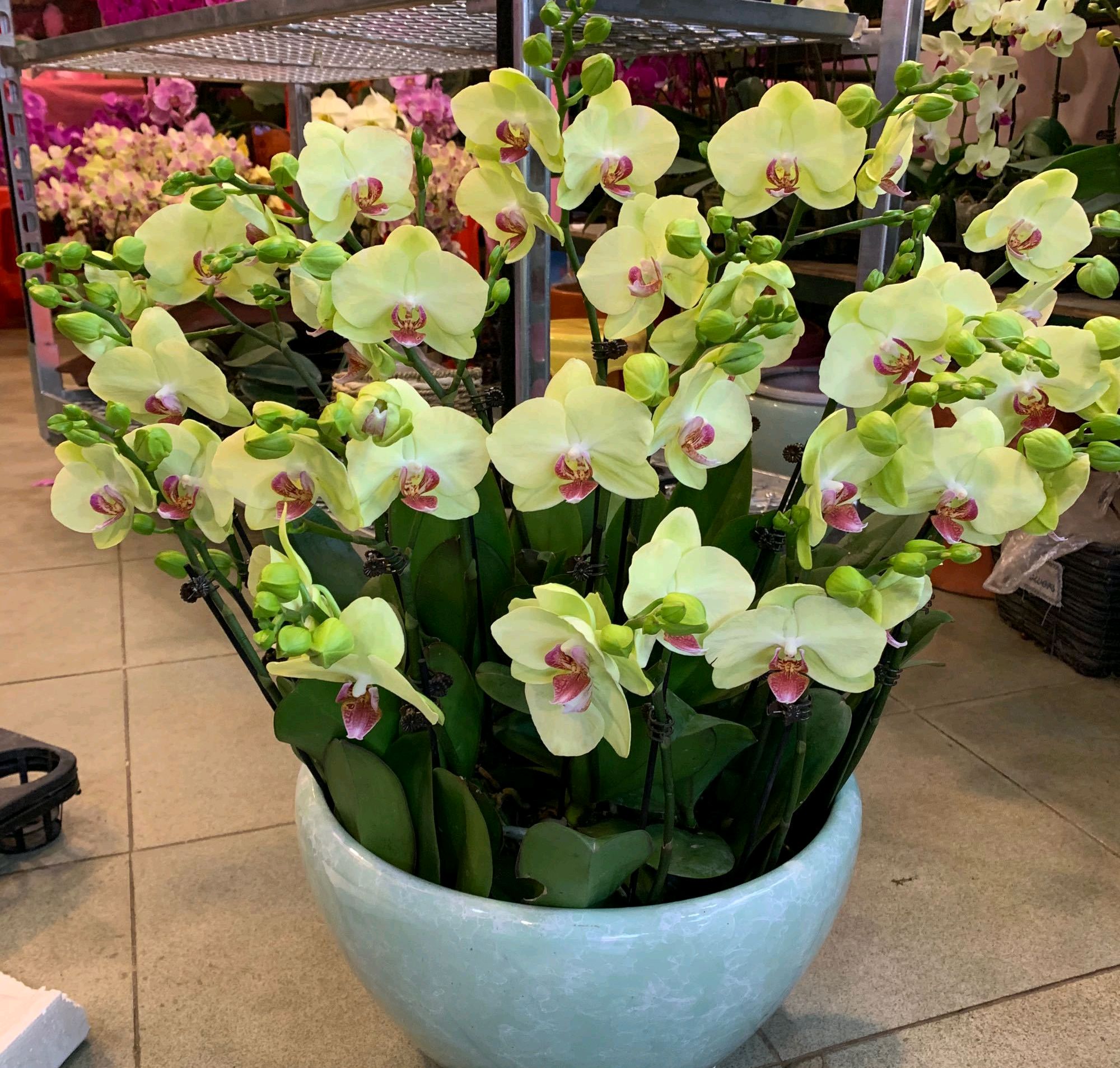 蝴蝶兰根系不往花盆扎？和趋光性无关，在盆土和浇水上犯大错