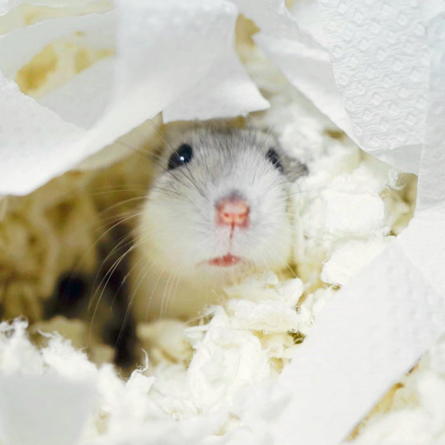 仓鼠迅速变胖,仓鼠各种反应看完懵呆了