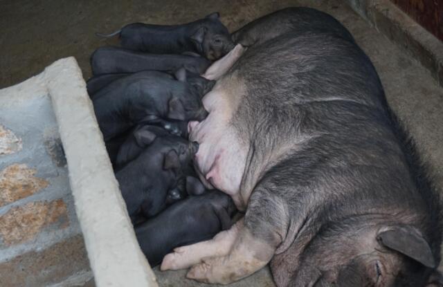 母猪产前三天饲养管理,母猪产前饲养全过程