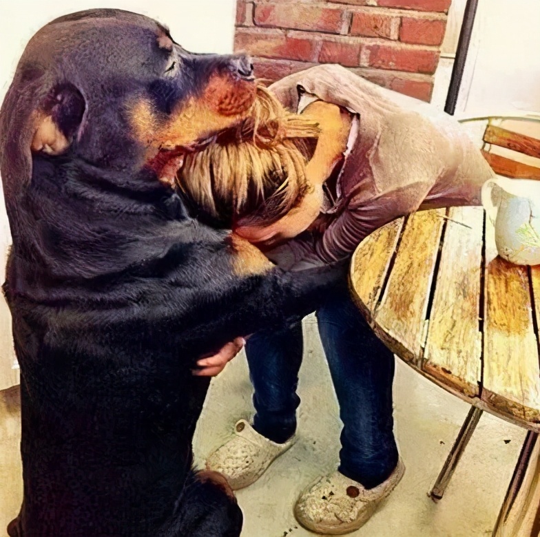 那么可爱的狗狗为什么要禁养呢,狗狗的禁养有哪些