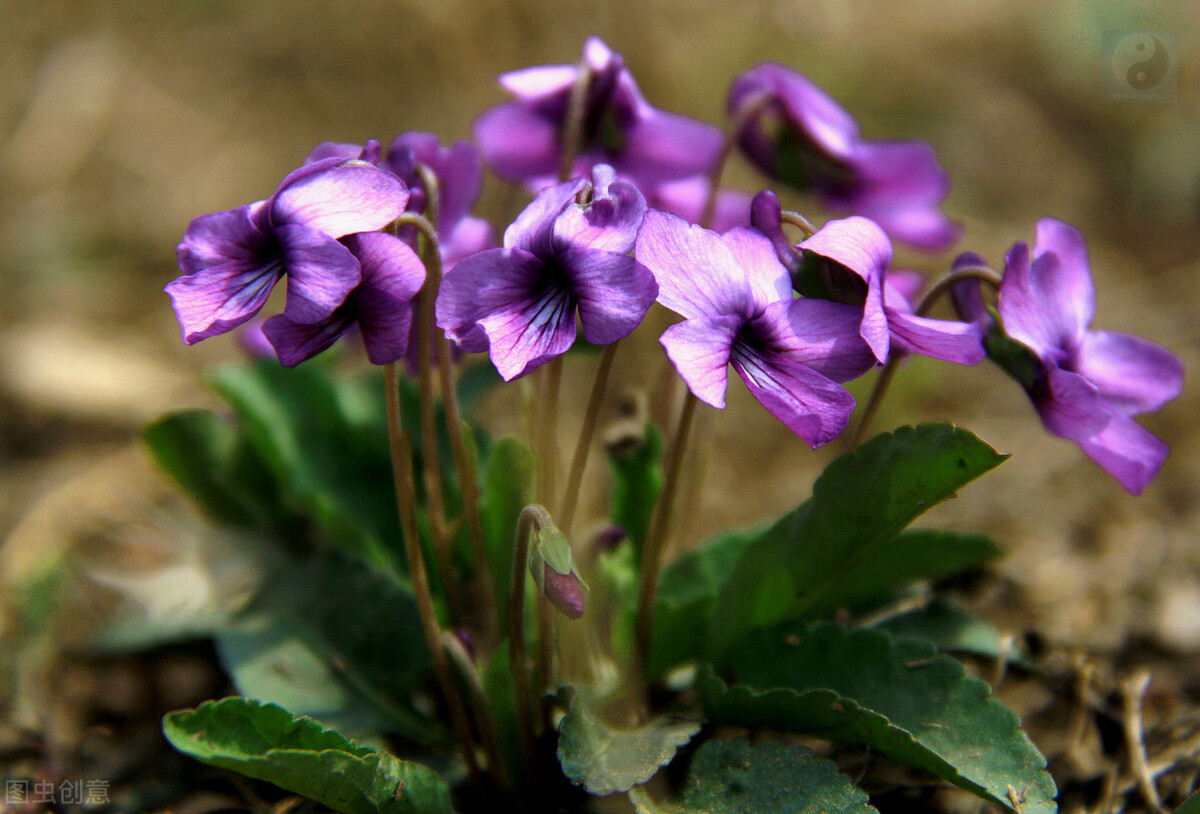 园林人需要知道的85个花卉知识,园林花卉的种类及图片