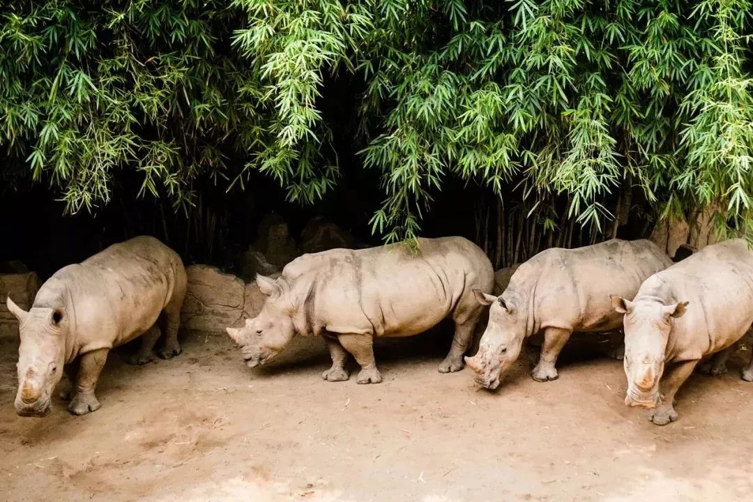 中秋国庆仅138元，两人同行玩转5A长鹿旅游休博园+童话动物王国