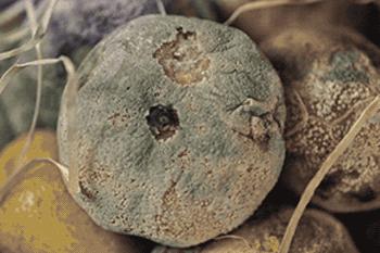 为什么孕妇间歇性孕吐,孕期为什么会导致孕吐