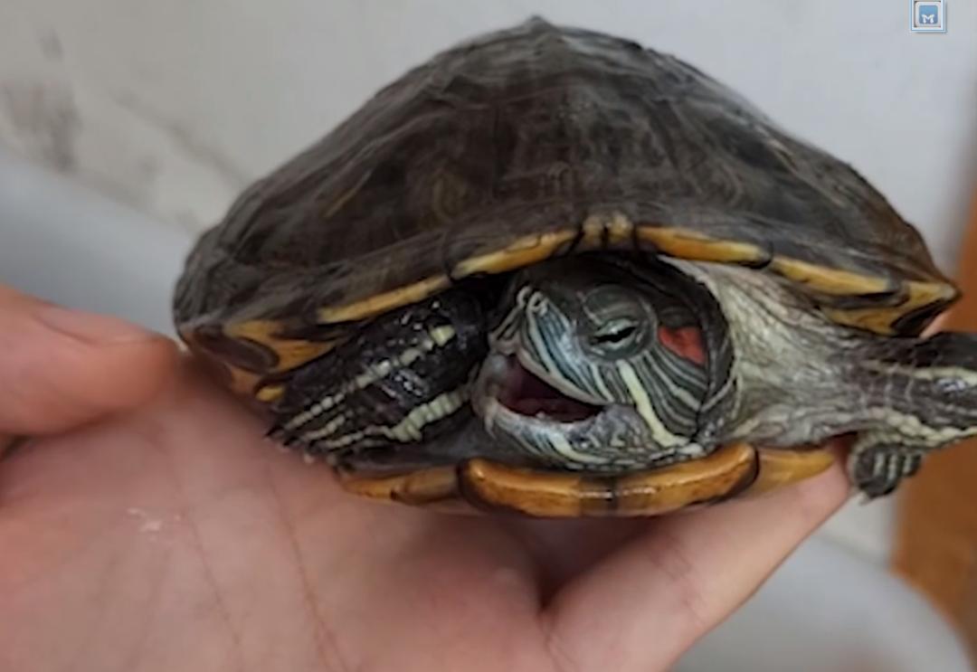 这只龟的默默坚守，唤醒无数人心灵深处的坚强