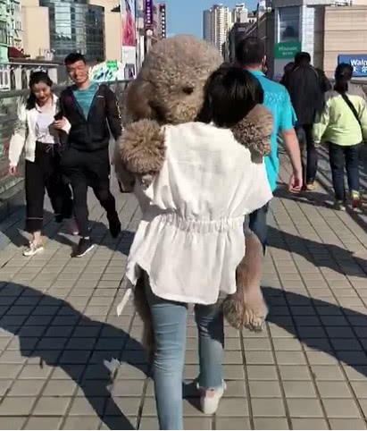 家里边养的巨型泰迪,养巨型泰迪什么体验最好