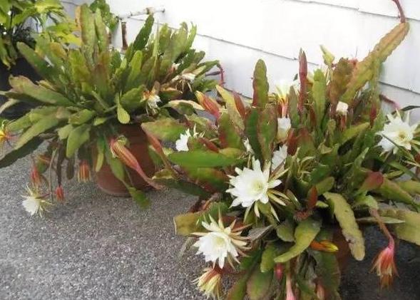 盆栽花卉老掉叶是怎么回事,花卉掉花苞解决方法