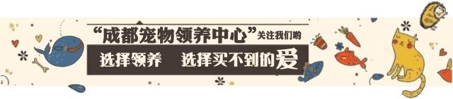 谁说土猫无名猫？快来围观古代猫谱，你家有没有镇宅神兽！