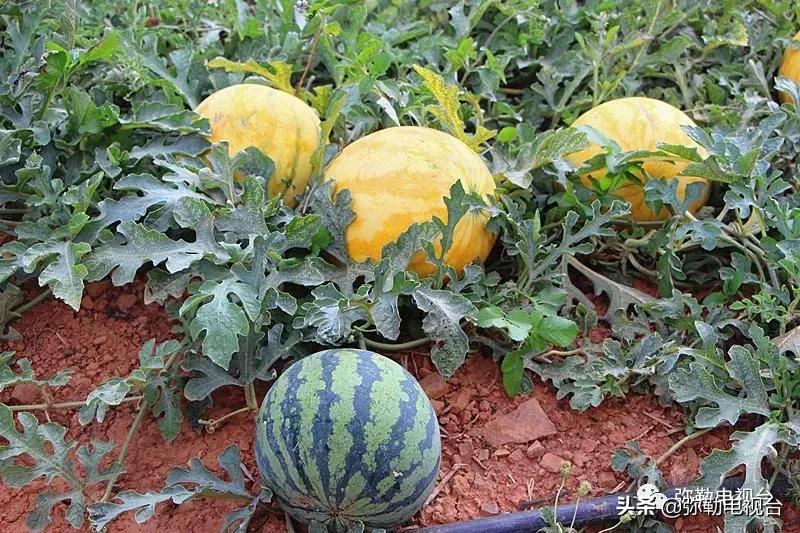 弥勒千亩西瓜熟了！黄心瓜、红心瓜、小香瓜…你喜欢哪种？