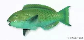 海洋科普世界上都有什么鱼,十种受欢迎的海鲜鱼类